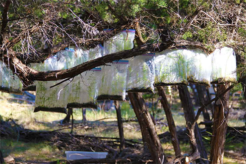 Do Your Bag To Reforest The World Today!